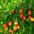 Ziziphus